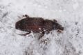 Dryophthorus corticalis